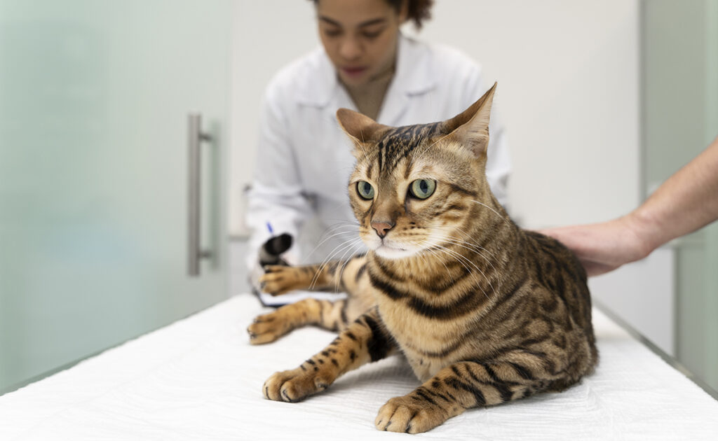 Quel est le prix d'un puçage de chat ? Combien ça coûte de faire pucer son chat ?