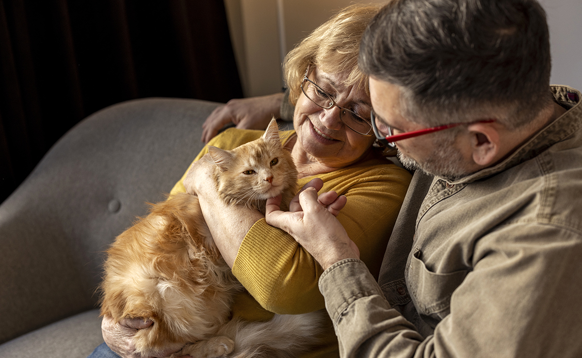 Devenir famille d'accueil pour chat : en quoi ça consiste ?