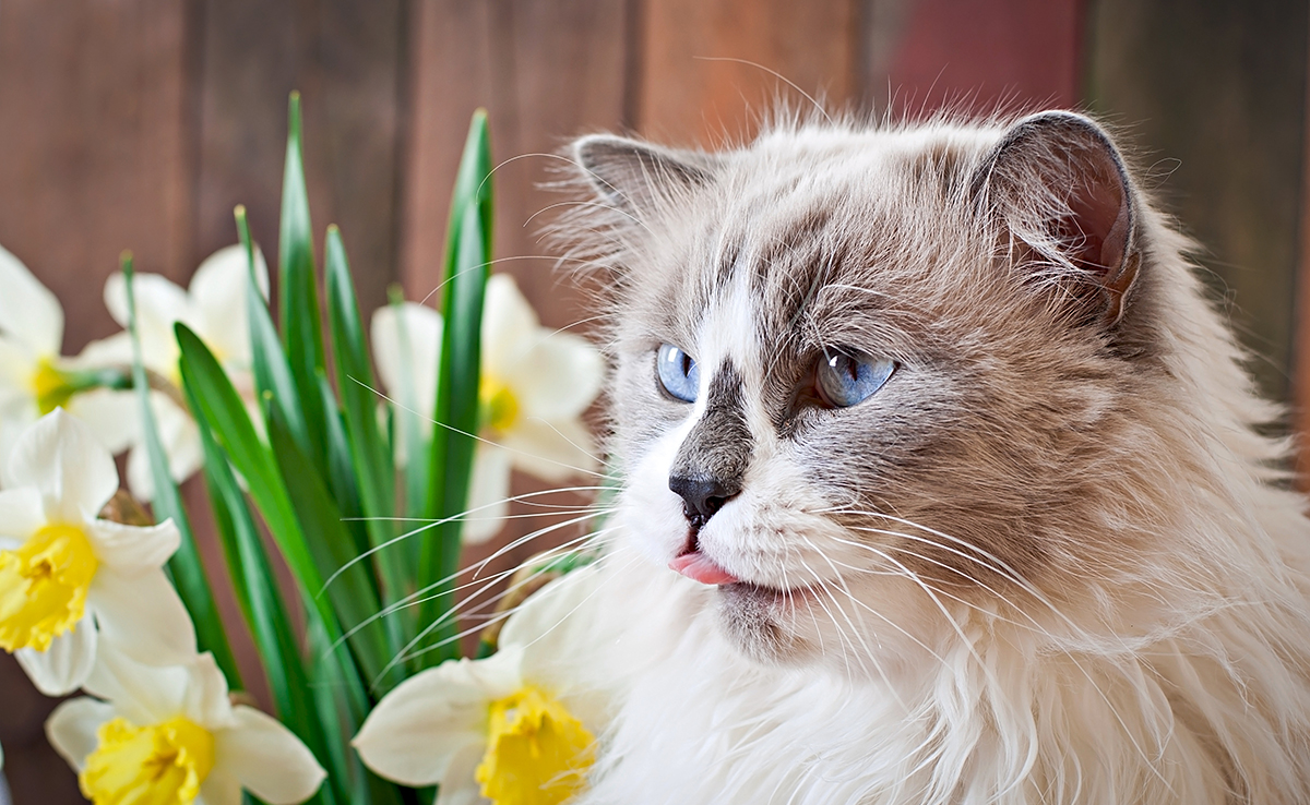 Comment fêter l'anniversaire de son chat ? 6 idées !