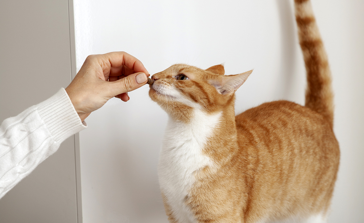 5 recettes de friandises pour chat à faire soi-même