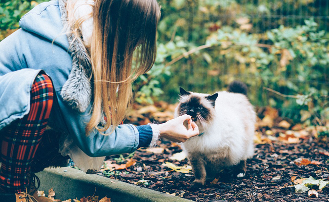 Quelles friandises peut-on donner à son chat ?