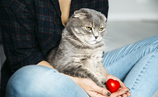 Être fusionnel avec son chat, est-ce grave ?