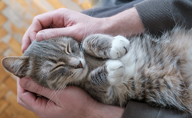 Comment gagner la confiance de son chat ?