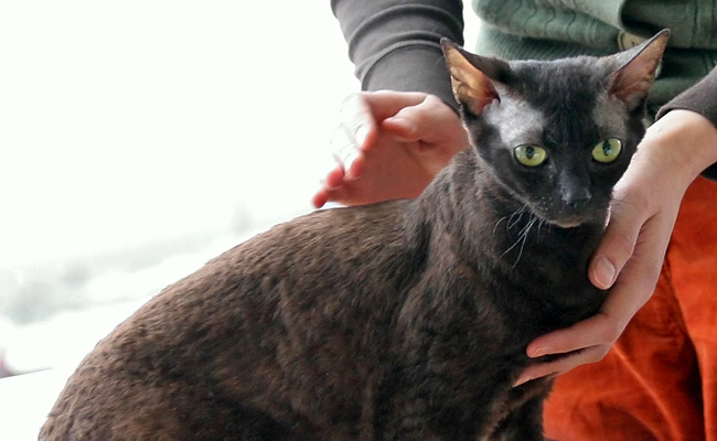 Le German rex, un chat d'origine allemande