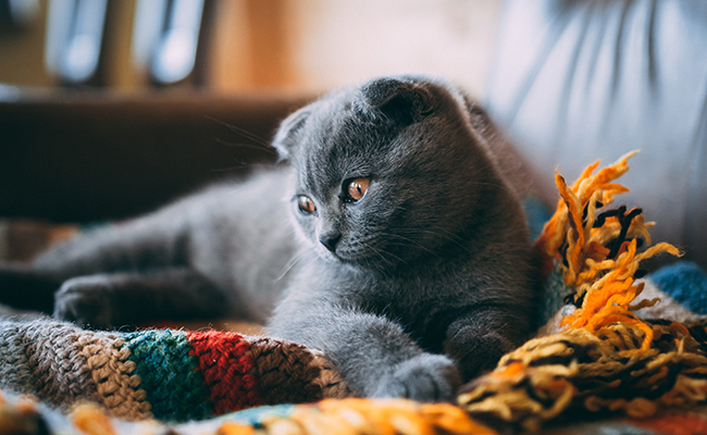 Quel est le temps de gestation chez la chatte ?