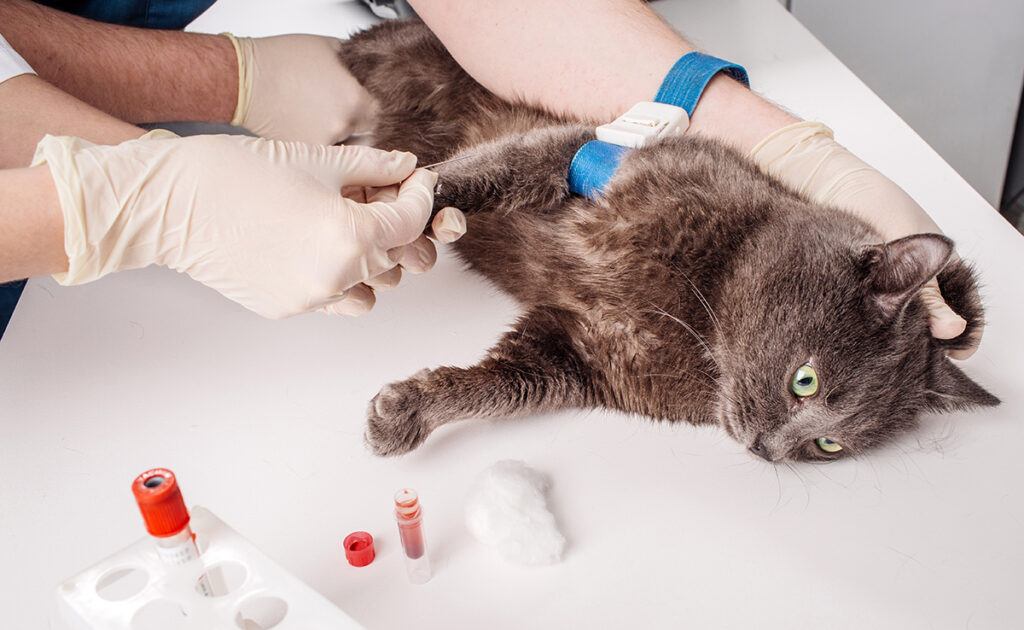 Groupes sanguins chez les chats : tout ce qu'il faut savoir !