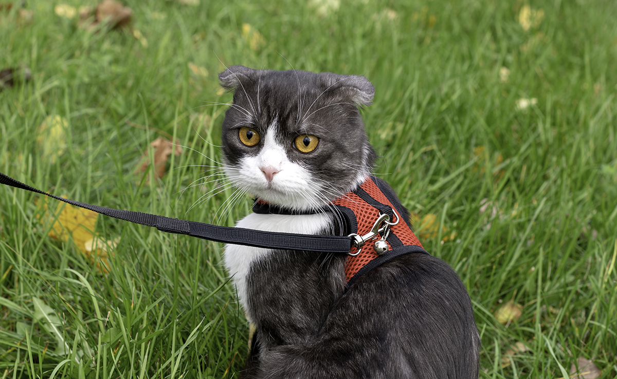 Mon chat refuse le harnais : comment régler le problème ?