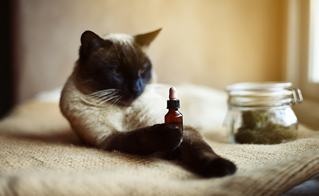 Huile de CBD pour le chat : bonne ou mauvaise idée ?