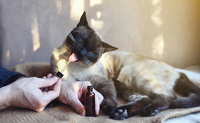 Pourquoi donner de l'huile de saumon à son chat ?