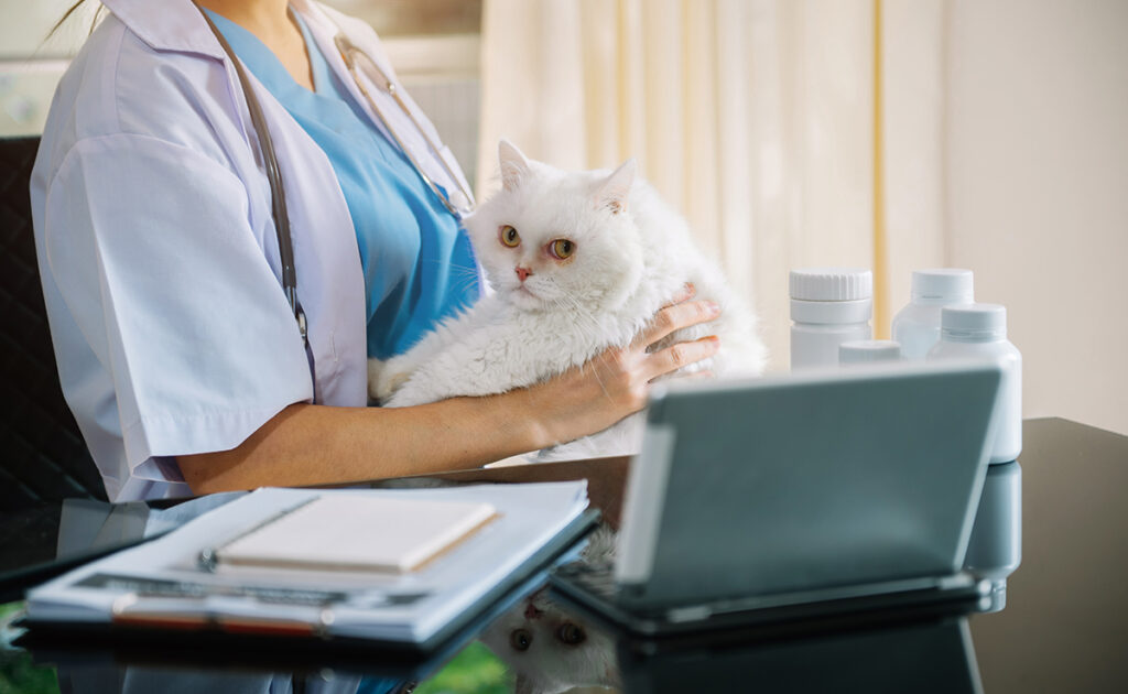 Comment l'IA peut aider à soigner nos chats ?