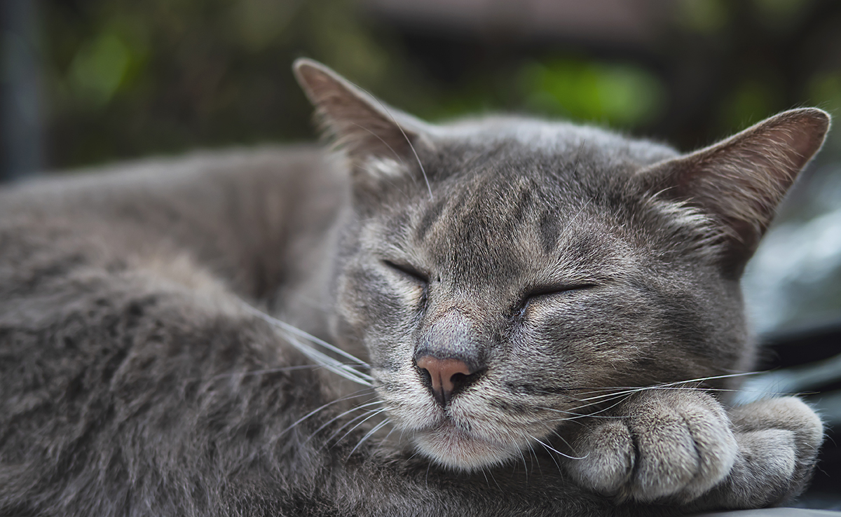 Incinération d'un chat : comment ça se passe ? Quelles démarches ? Quel coût ?