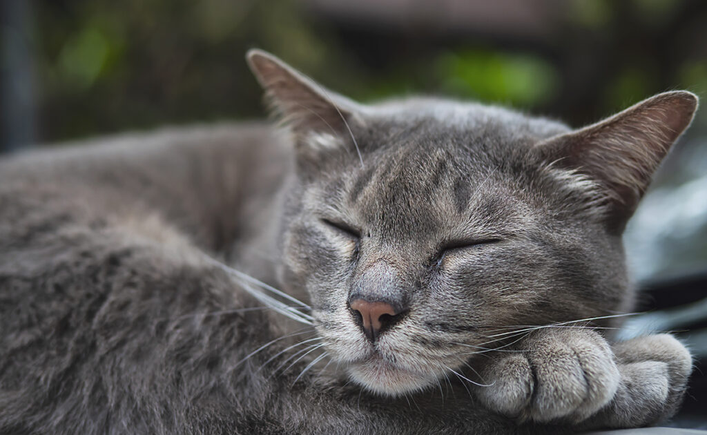 Incinération d'un chat : comment ça se passe ? Quelles démarches ? Quel coût ?