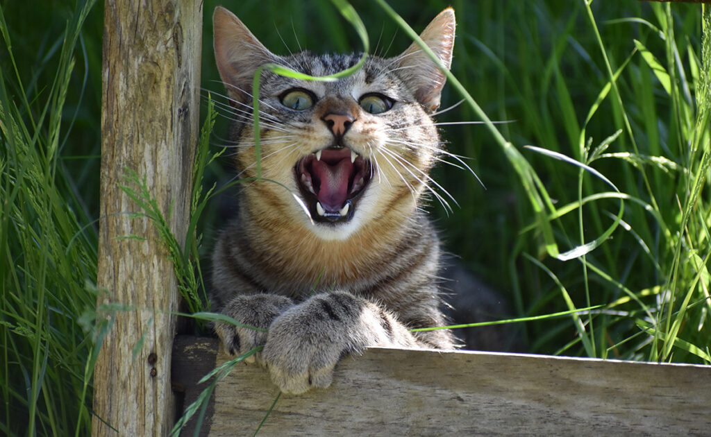 Quels sont les insectes dangereux pour mon chat ?