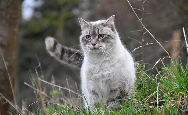 Insémination artificielle chez la chatte