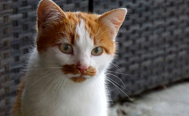 Intelligence du chat : peut-on considérer qu'un chat est intelligent ?