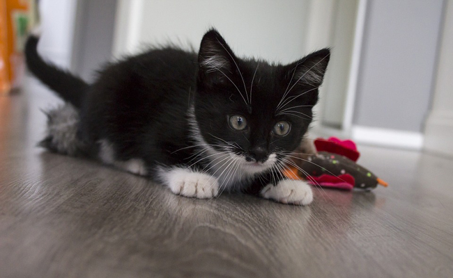 Jeux et jouets pour chat : quels sont ceux qui lui feront plaisir ?