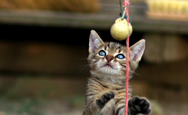 4 idées de jouets pour chat à faire soi-même