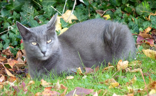 Le Korat est originaire de la Thaïlande