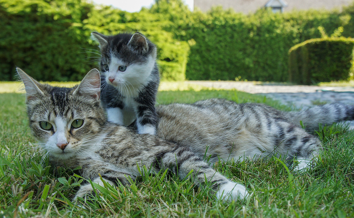 La lactation chez la chatte : en quoi ça consiste ?