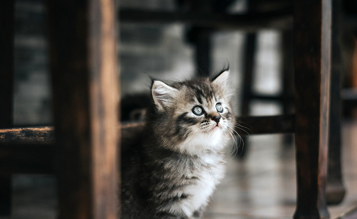 Combien de temps peut-on laisser un chaton seul ?