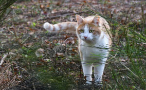 Laisser sortir son chat : 10 conseils pour éviter les problèmes