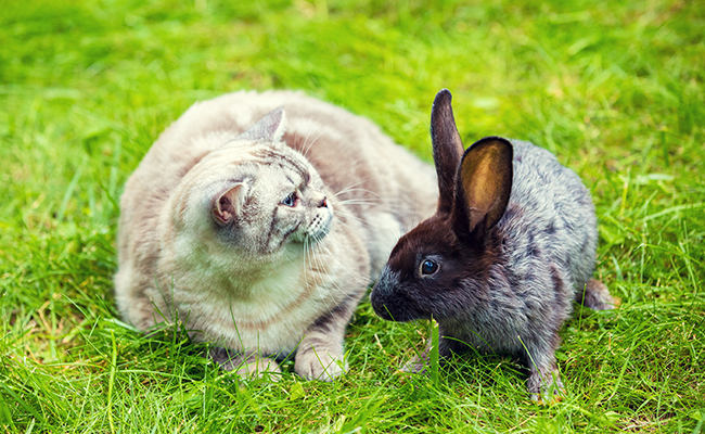 Cohabitation entre un chat et un lapin : est-ce possible ? Quelles précautions prendre ?