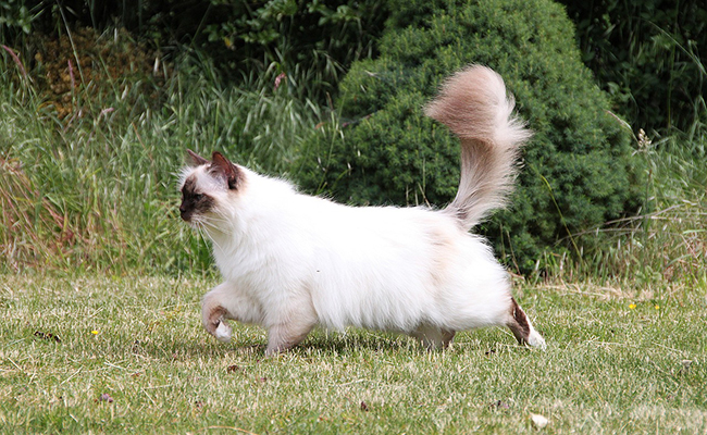 Peut-on faire un legs à son chat ?