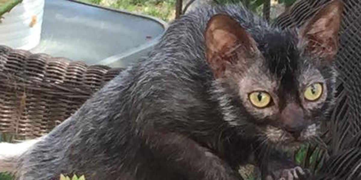 Lykoï : le chat loup-garou, doux comme un agneau