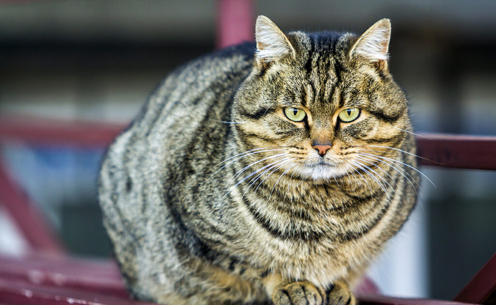 Comment faire maigrir mon chat ?