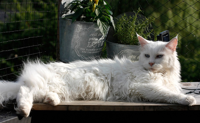 La Maine Coon