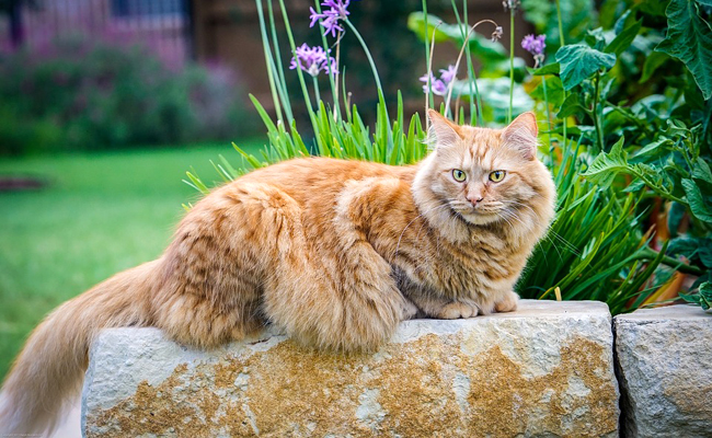 Maine Coon