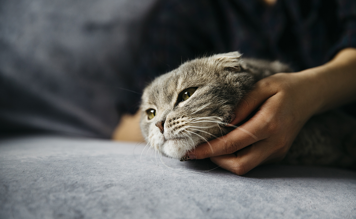 Comment apaiser les signes de mal-être chez mon chat ?