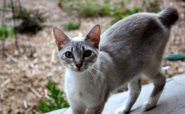 Comme tous les chats, le Manx est un carnivore