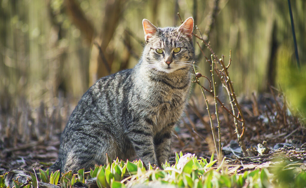 Pulvérisation du chat ou marquage, explications !