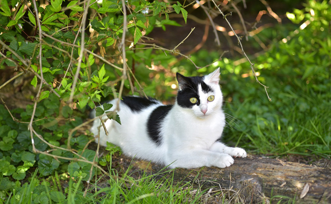 Marquage du territoire chez le chat : tout ce qu'il faut savoir