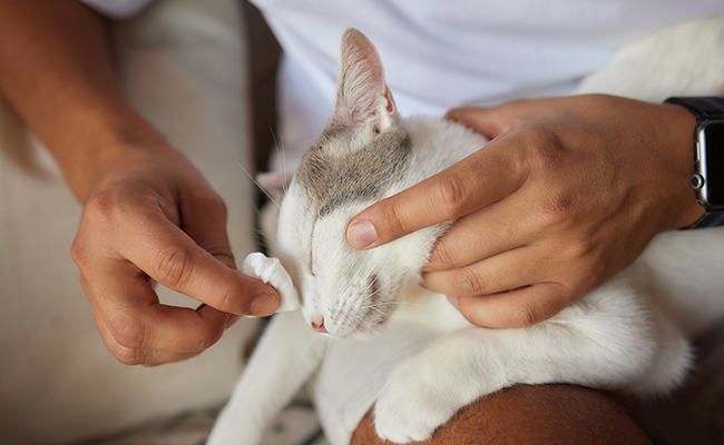 Médical training appliqué au chat : qu'est-ce que c'est ?