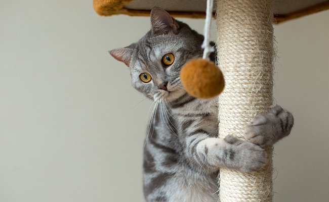 Comment choisir le meilleur arbre à chat ?