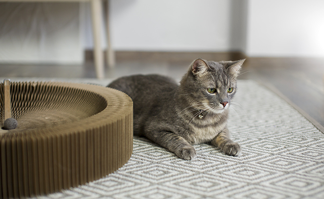 Mon chat se désintéresse complètement de mon arbre à chat : que faire ?