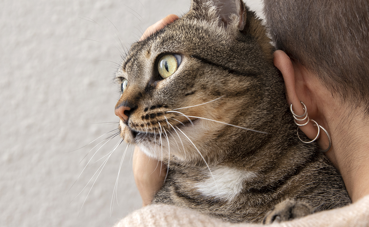 Pourquoi ne faut-il surtout pas couper les moustaches de son chat ?