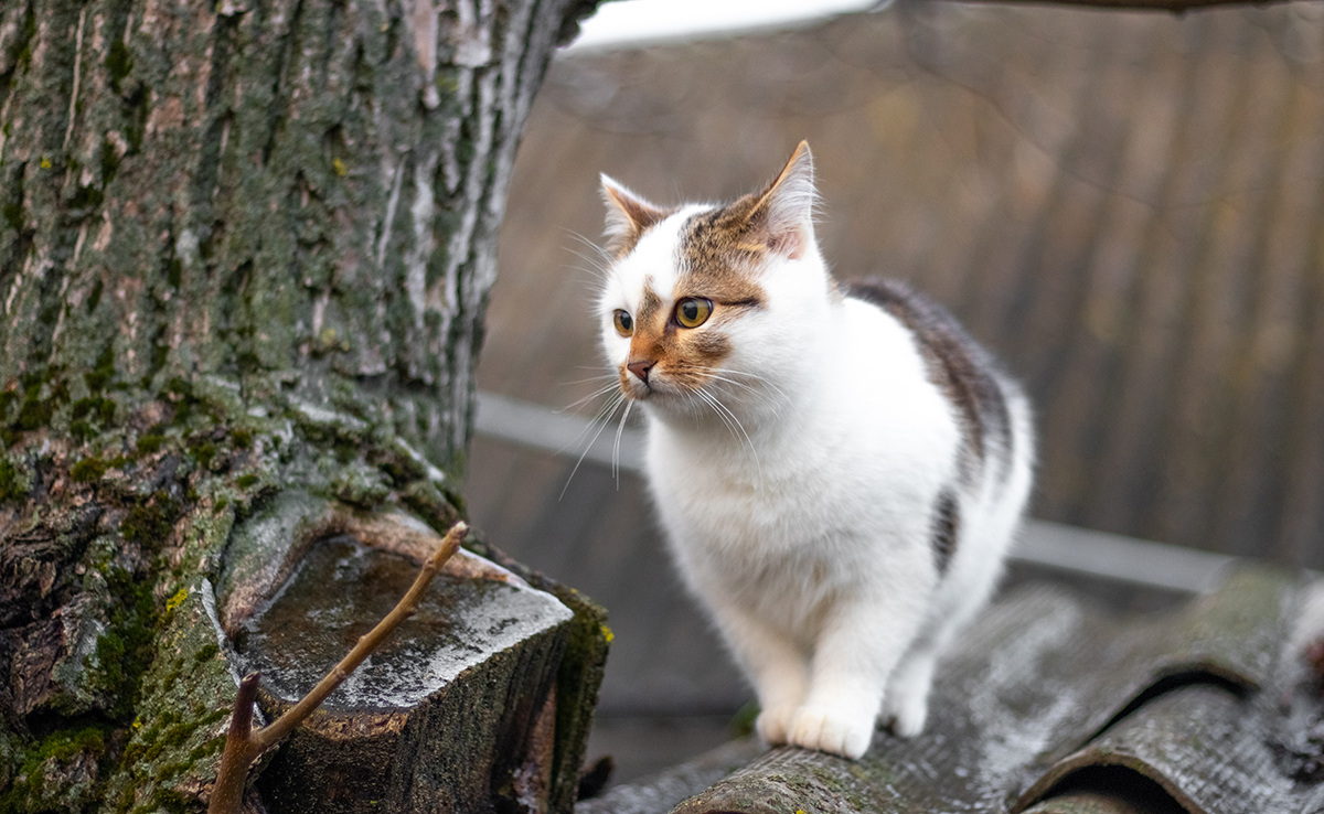 Les moustaches du chat mesurent la vitesse du vent : vrai ou faux ?