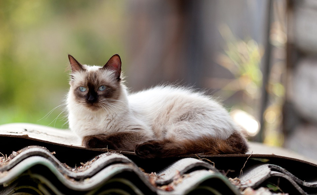 Que propose une assurance santé pour chat ?