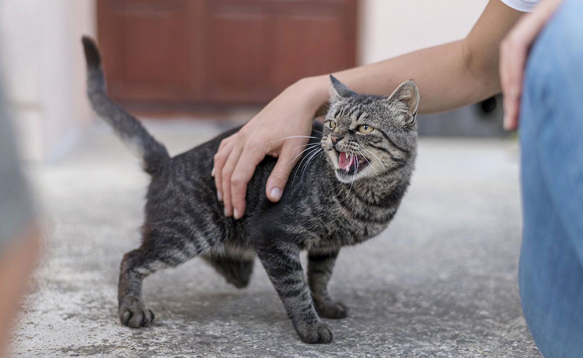 Myélopathie dégénérative du chat : causes, symptômes, traitements et prévention