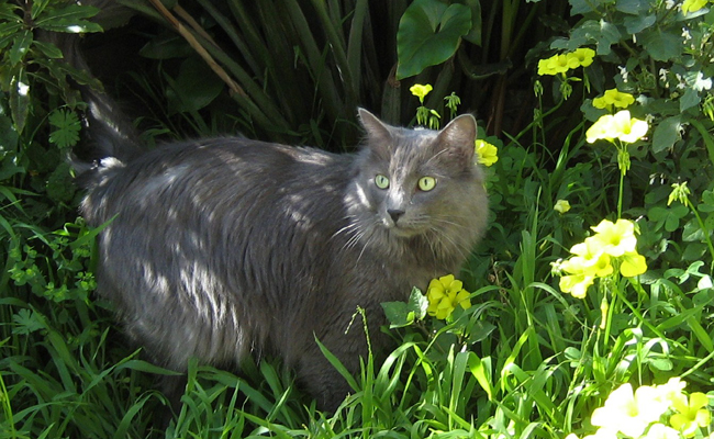 Le Nebelung ressemble au Bleu Russe