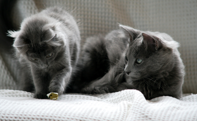 Chaton Nebelung avec sa maman