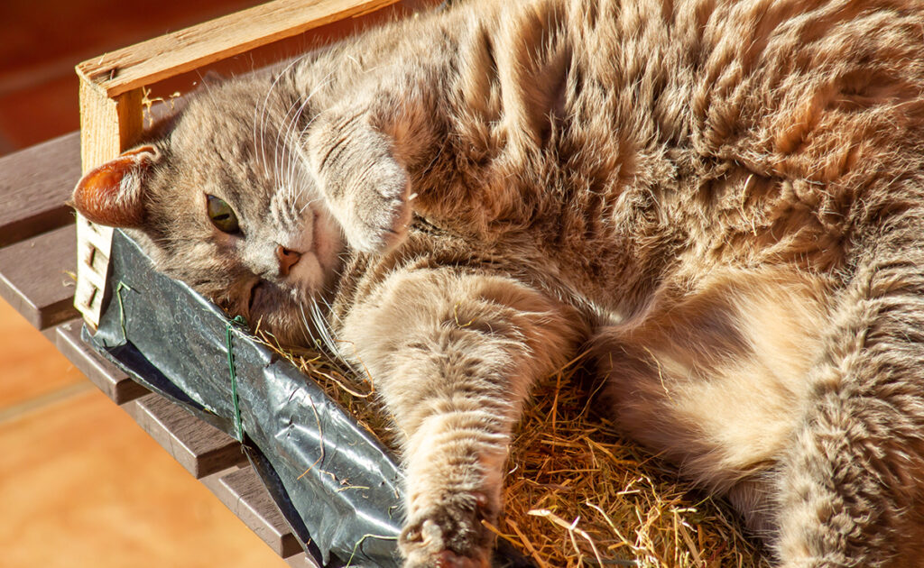 Nécessité de nettoyer le postérieur de mon chat : comment le vit-il ?