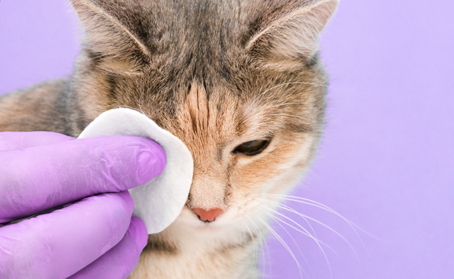 Avec quel produit nettoyer les yeux d’un chat ?