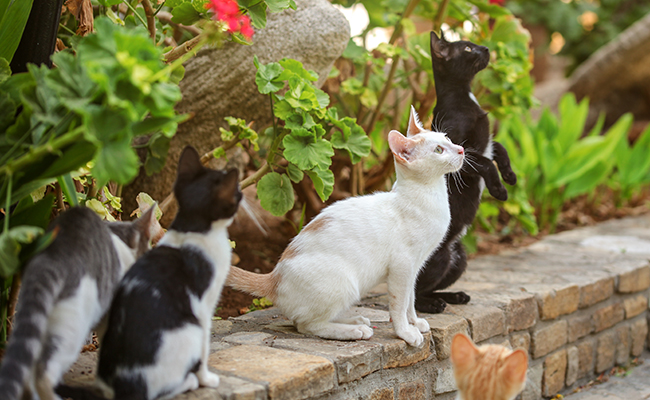 Combien y a-t-il de chat à travers le monde ?