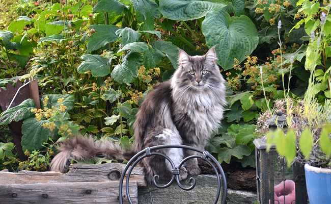 Le chat des forêts de Norvège ou Norsk Skogkatt