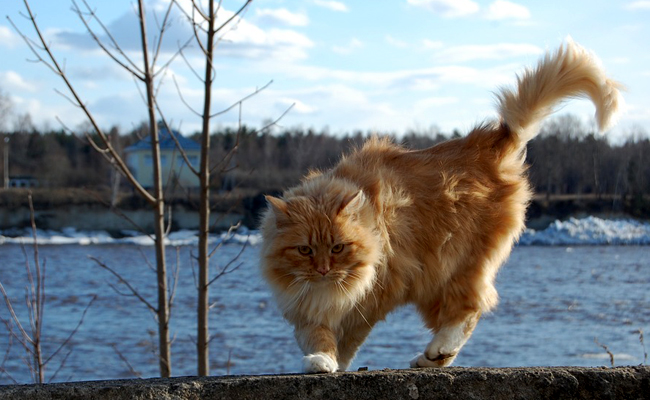 Le chat norvégien est un excellent grimpeur