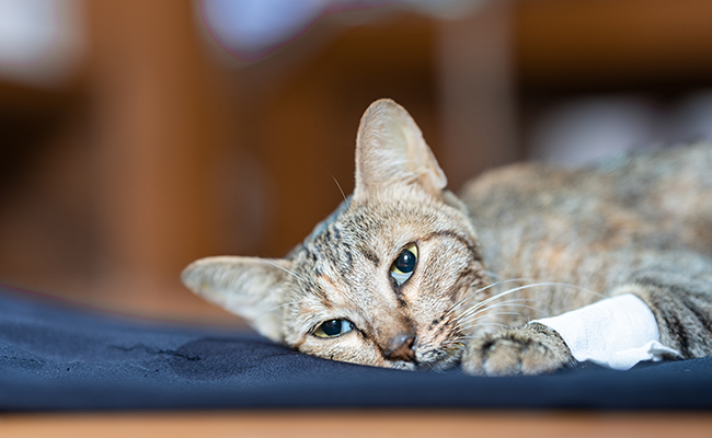 Comment nourrir son chat malade ?